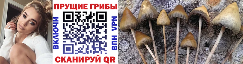 Псилоцибиновые грибы GOLDEN TEACHER  купить наркоту  Усть-Илимск 